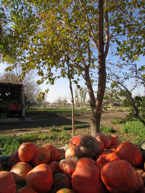 Babak Vahidi Azar  باغات سبزی حکم آباد